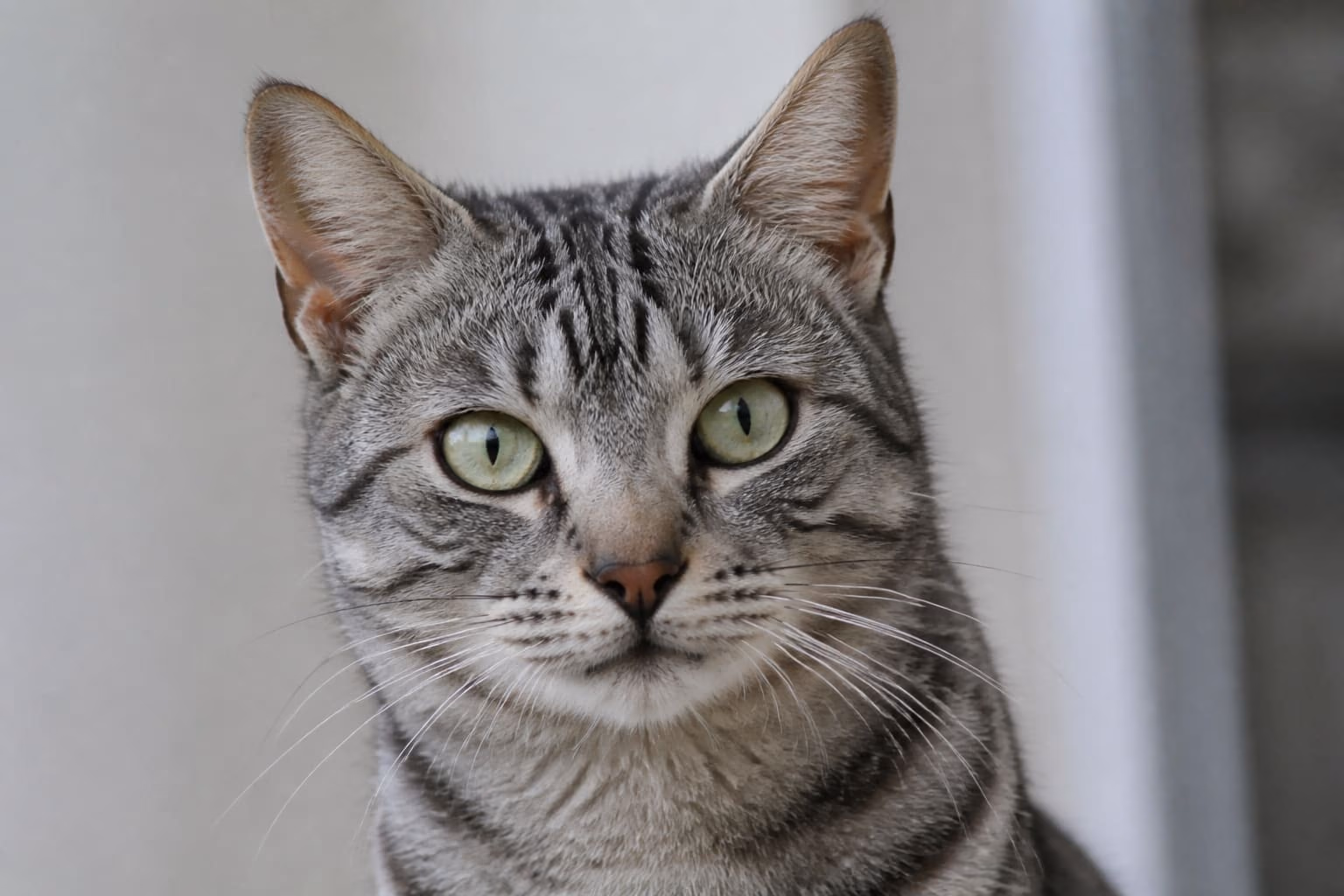 Portrait — Chat Nala