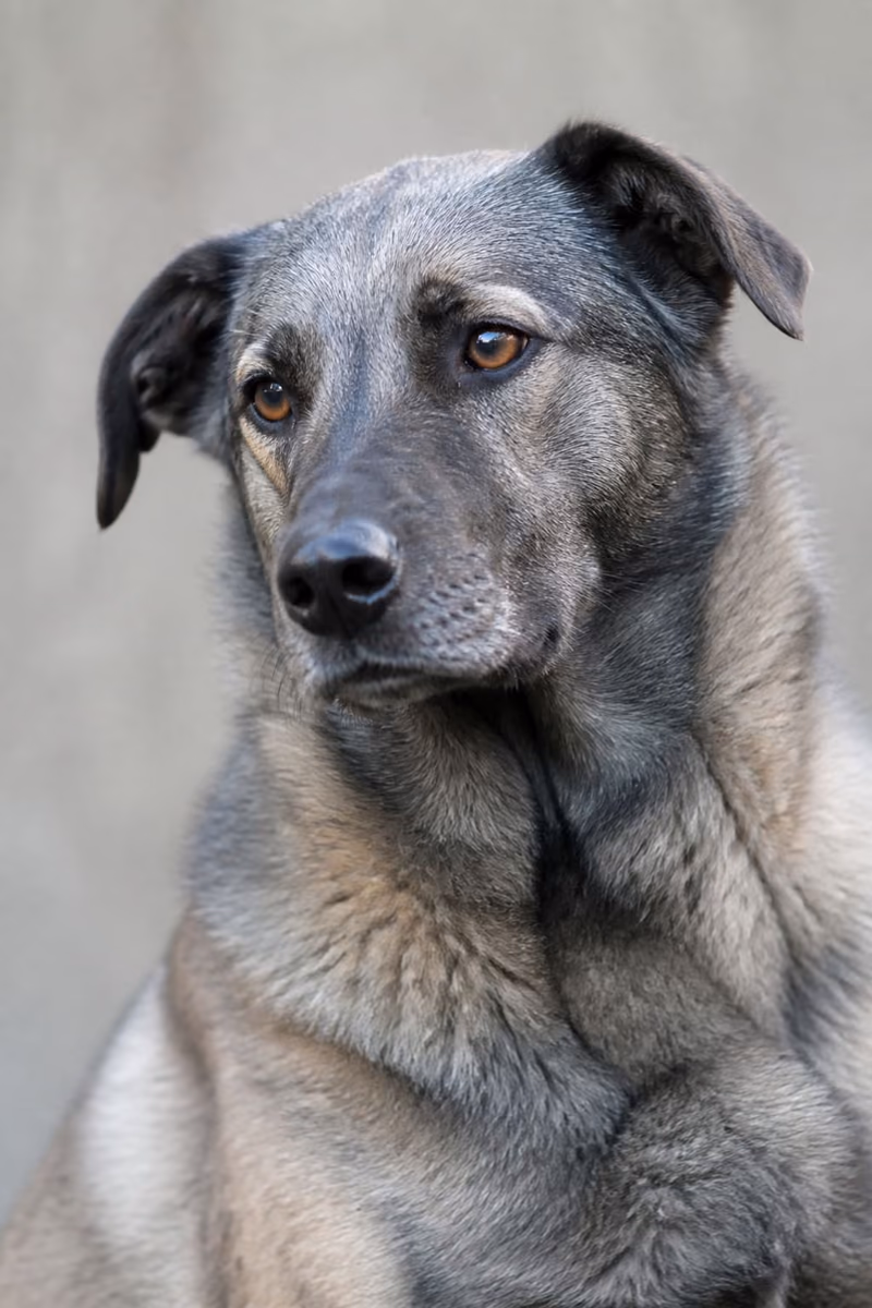 Portrait — Chien Storm