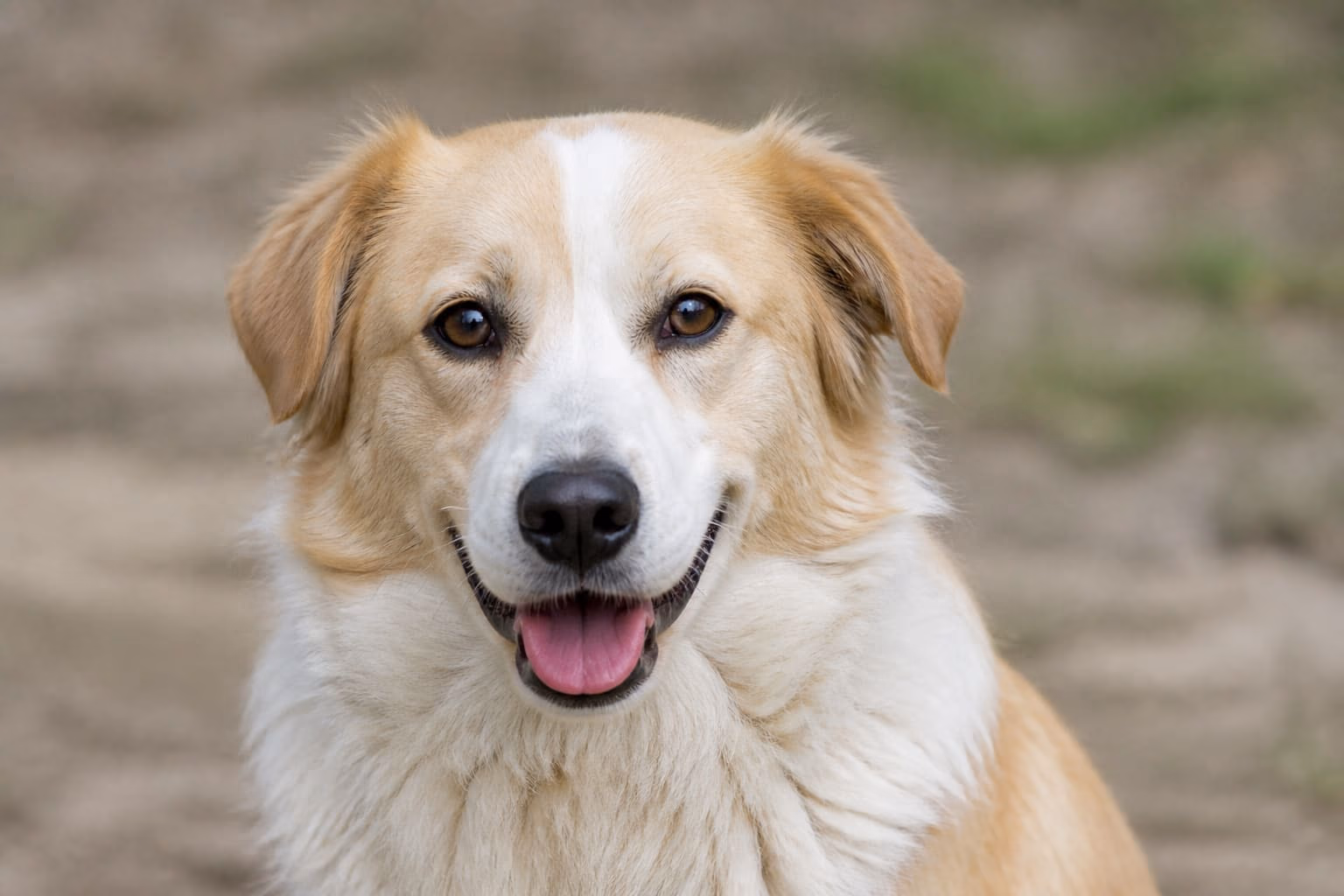 Portrait d'un chien — démonstration de signalement