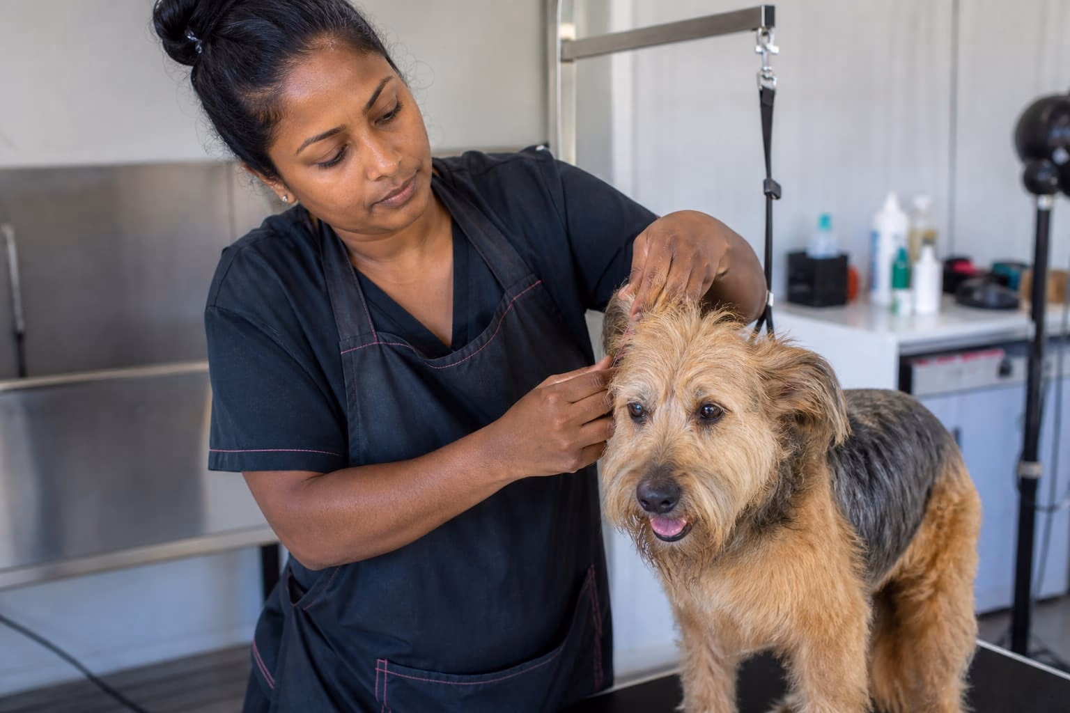 Toilettage professionnel d'un chien à La Réunion